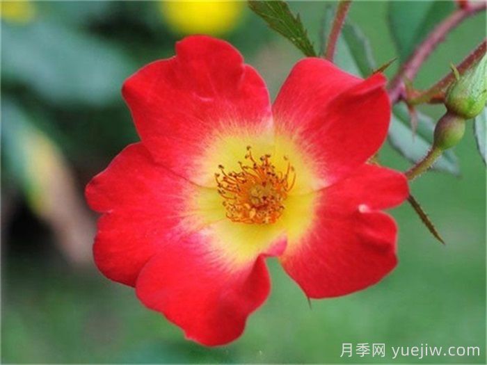 WFRS殿堂盘点世界上***受欢迎的16个月季品种(图11)