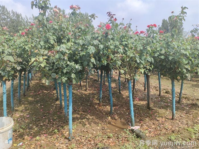 初秋时节如何移栽树状月季才能提高成活率？(图1)