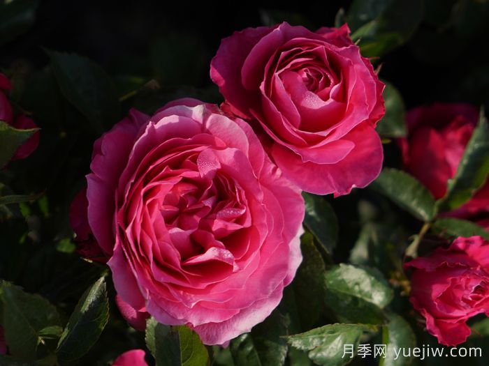 茜桃凝粉月季(图3)