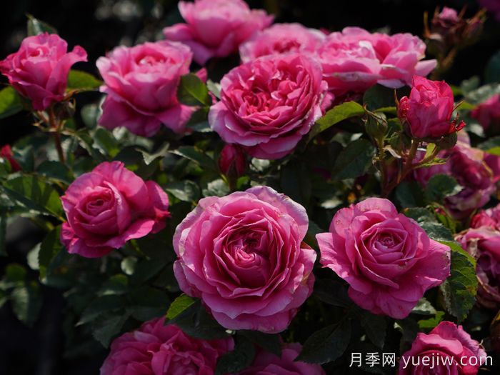 茜桃凝粉月季(图4)