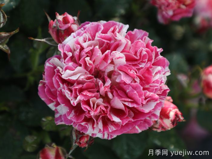 燕脂月季(图4)