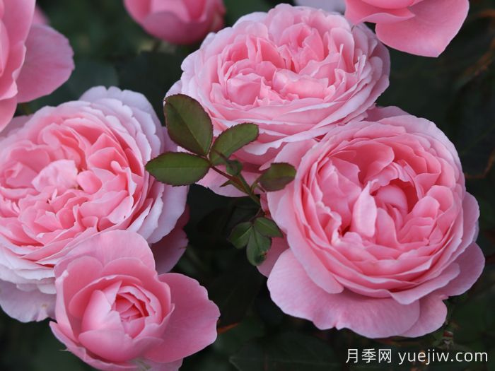 蜜语月季(图2)