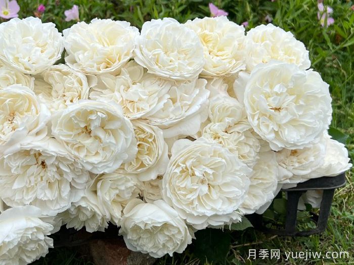 心玉月季(图1)