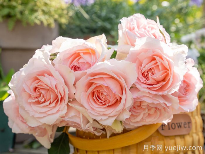 芳年月季(图2)