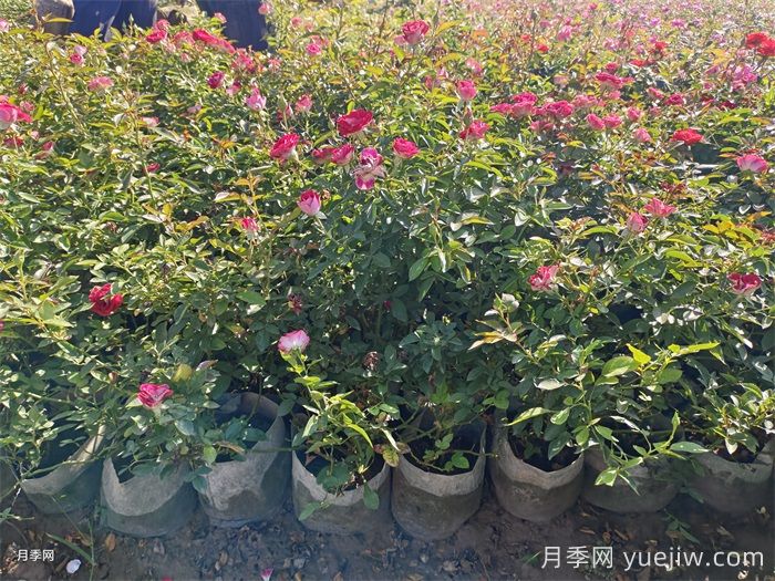 丰花月季的养殖方法和注意事项(图2)
