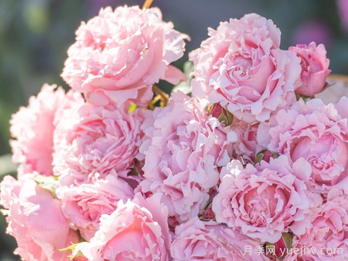 索菲罗莎月季/苏菲罗莎(图3)