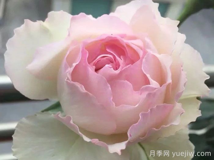 佩尔朱克月季/桃子月季(图3)
