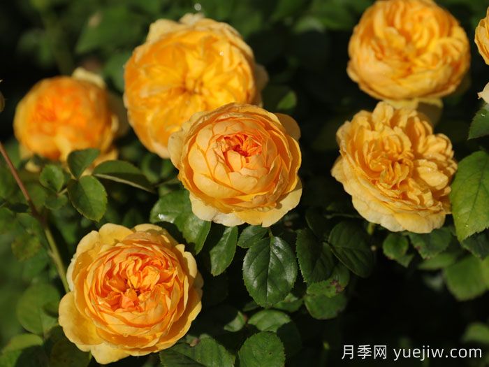 珠玑月季(图2)