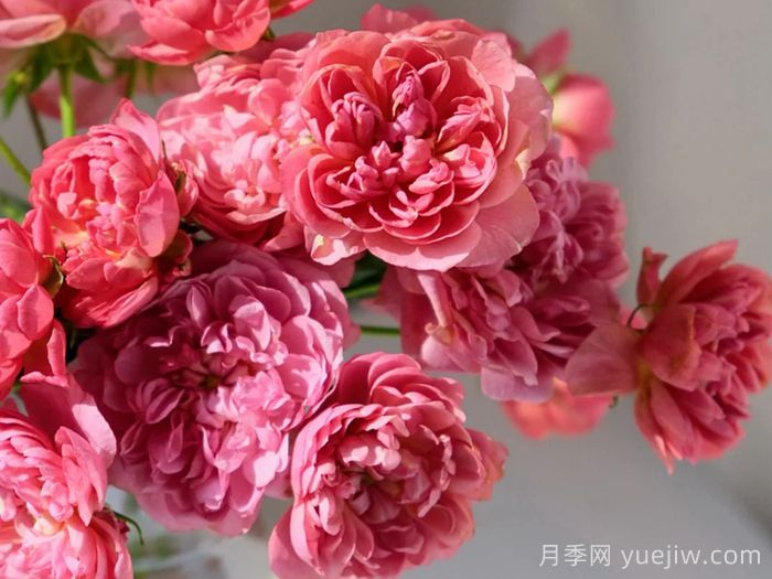 凪月季(图1)