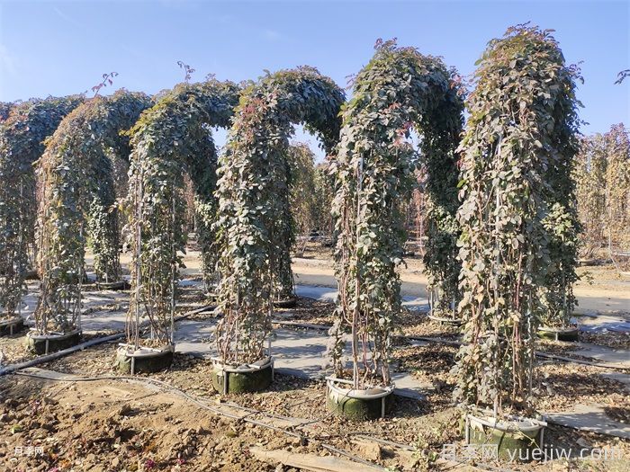 藤本月季冬天落叶吗?冬季藤本施肥技巧(图2) 藤本月季冬天落叶吗?冬季藤本施肥技巧(图2)