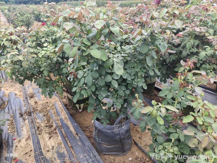 夏季月季花后修剪养护和水肥管理(图1)