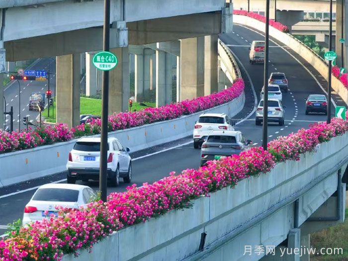 杭州高架月季，盛花期霸屏手机(图1)