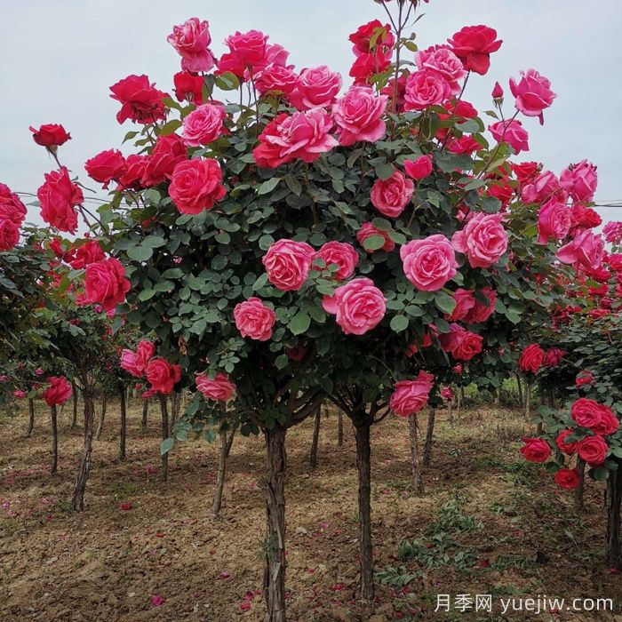可以在家种植的月季树,花色更多还好看(图1) 可以在家种植的月季树,花色更多还好看(图1)