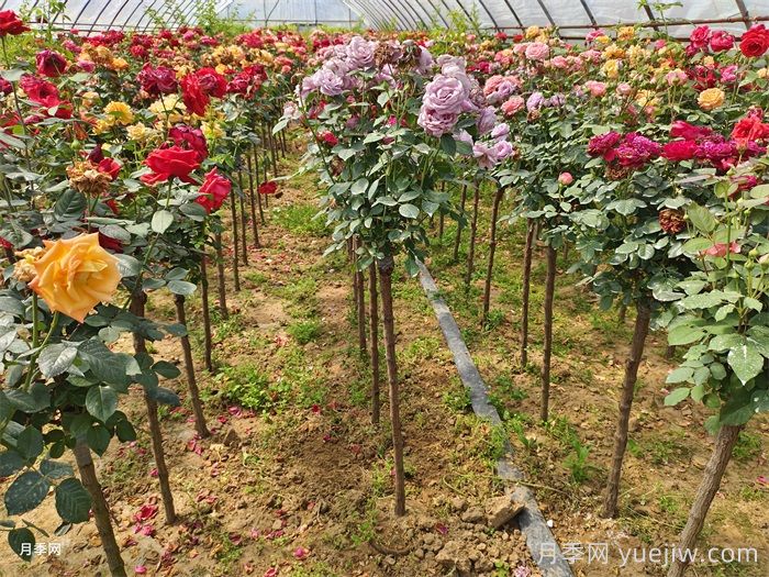 可以在家种植的月季树,花色更多还好看(图2) 可以在家种植的月季树,花色更多还好看(图2)