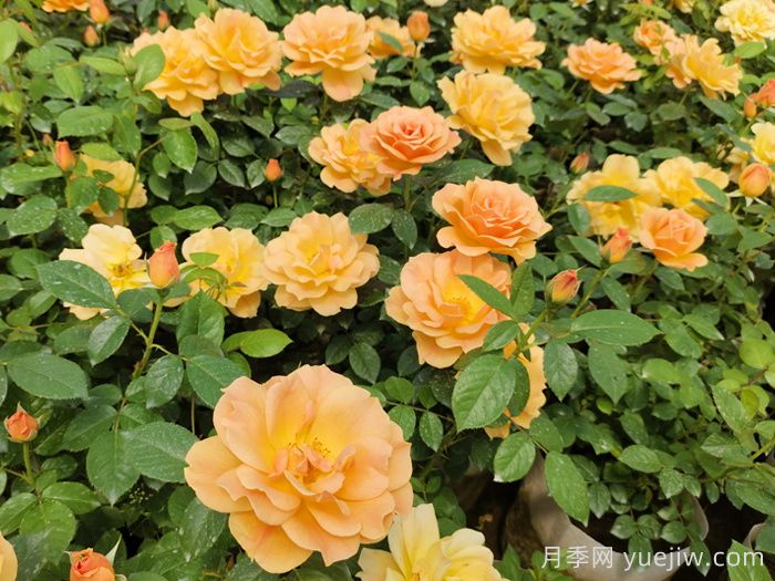 夏天养护注意着5点，让你月季能过夏(图2)