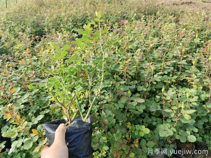 夏天打造月季小苗圆润株型(图1)