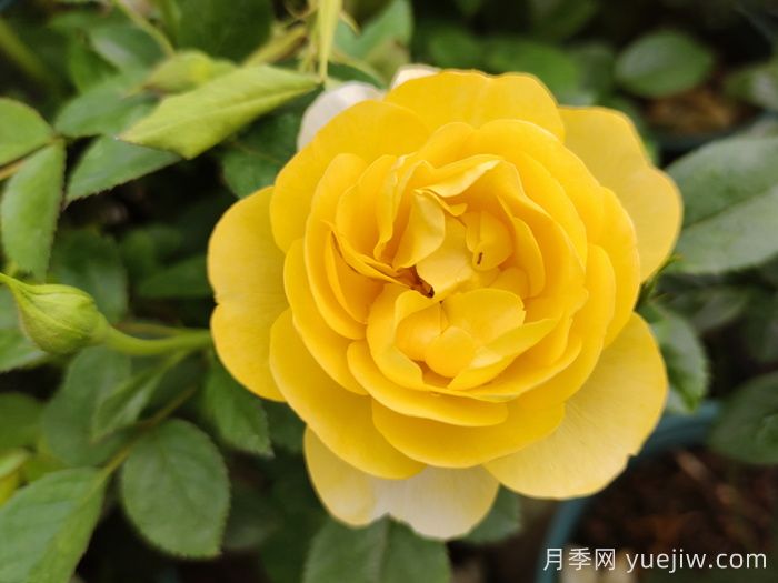 ***受花友们喜爱的经典黄色系月季品种推荐(图5)