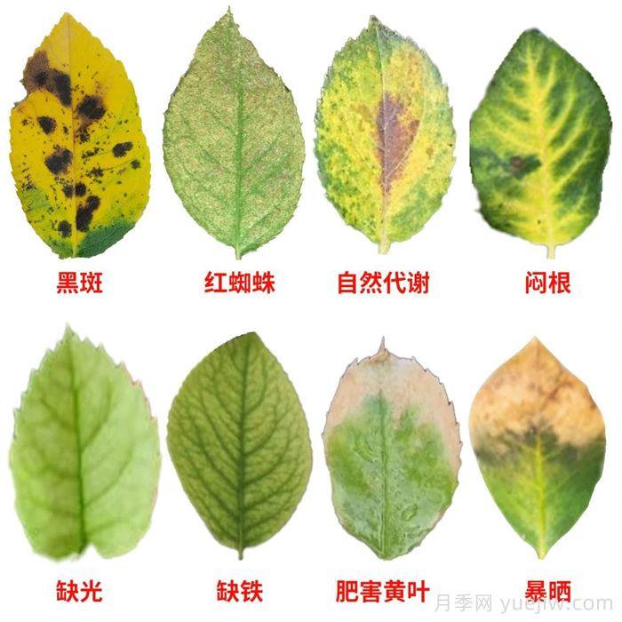 水黄与肥害分不清？7种月季常见黄叶症状(图1)