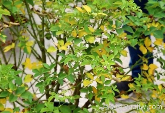 月季被高温烫伤了怎么办？(图4)