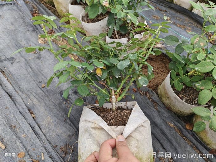 如何挑选健康的月季苗？月季苗挑选指南不踩坑(图1)