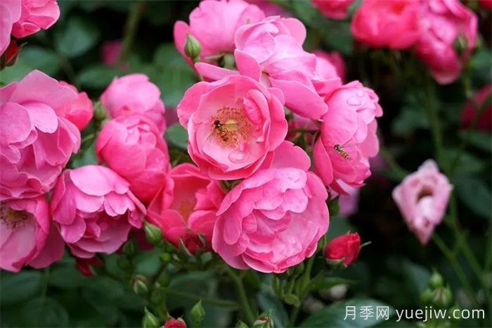 暮春初夏，咸阳泾阳蔷薇花盛放(图1)