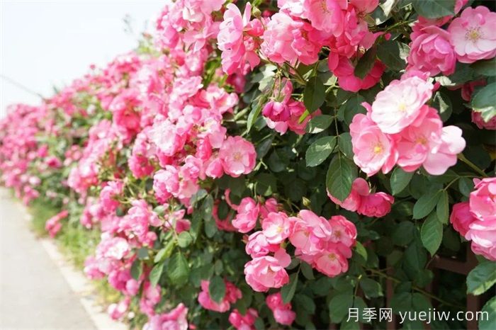 暮春初夏，咸阳泾阳蔷薇花盛放(图3)