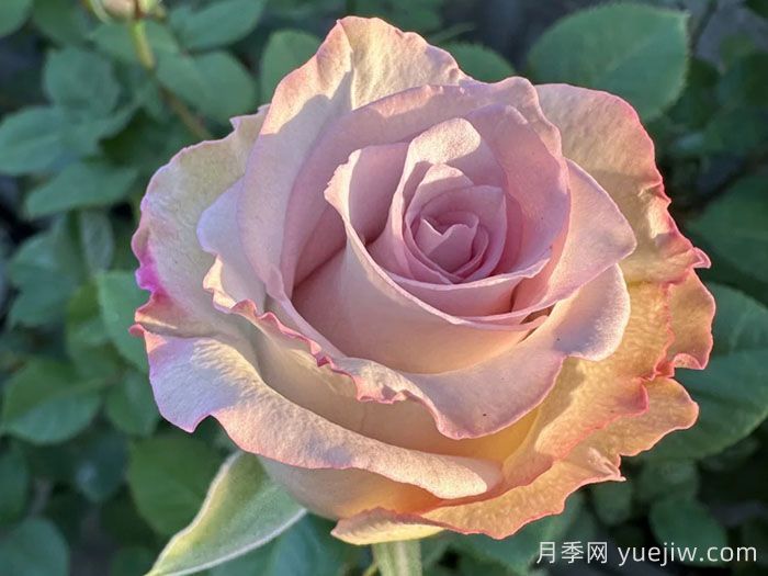 旋风月季(图1)