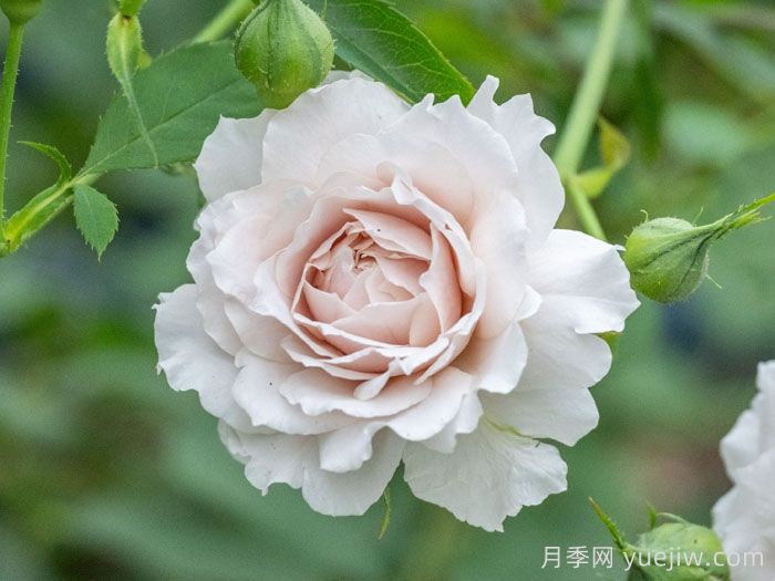 沉月月季(图1)