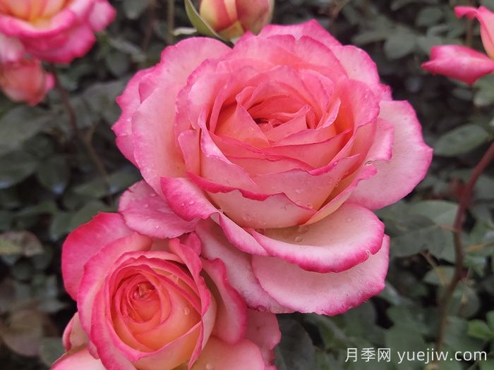 彩云月季(图2)