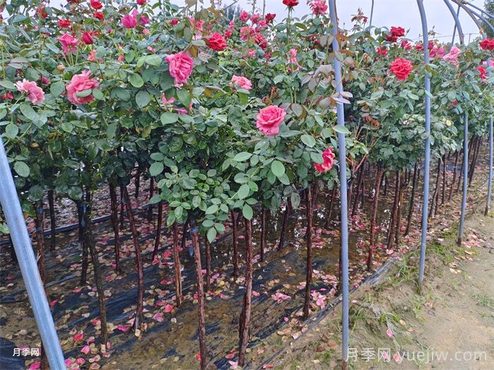 南阳月季花多少钱一株？南阳月季苗价格(图2)