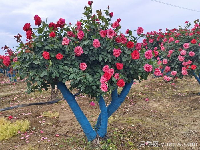 古桩月季移栽日常养护管理技术(图1)