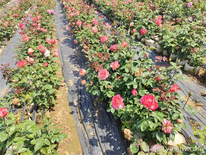 月季花养护技巧秘技(图3)