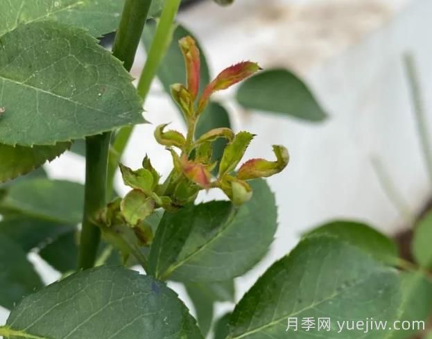 月季嫩尖干瘪，到底是什么问题产生的？(图1)
