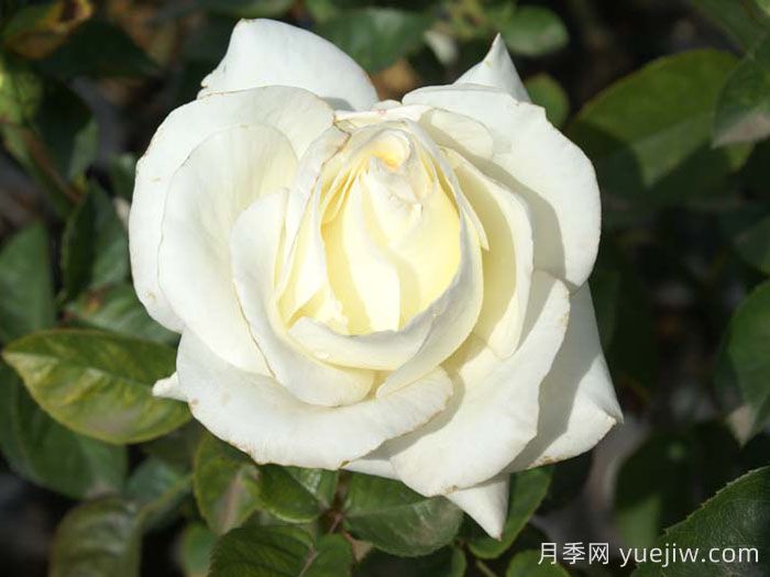 帕斯卡利月季(图3)