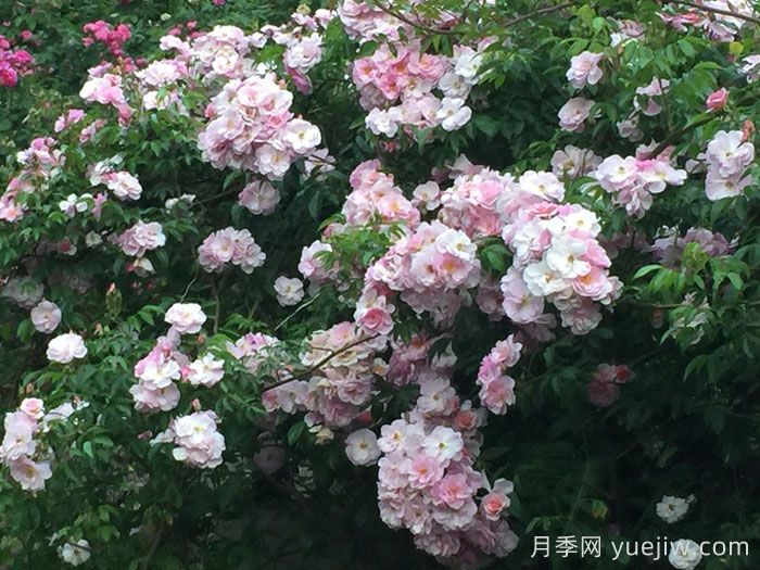 芮妮月季(图3)
