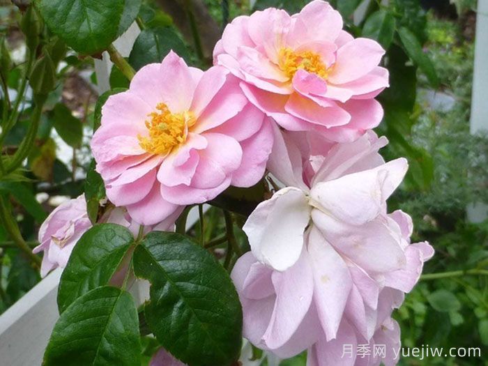 芮妮月季(图2)