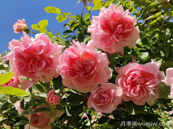 春潮月季(图2)