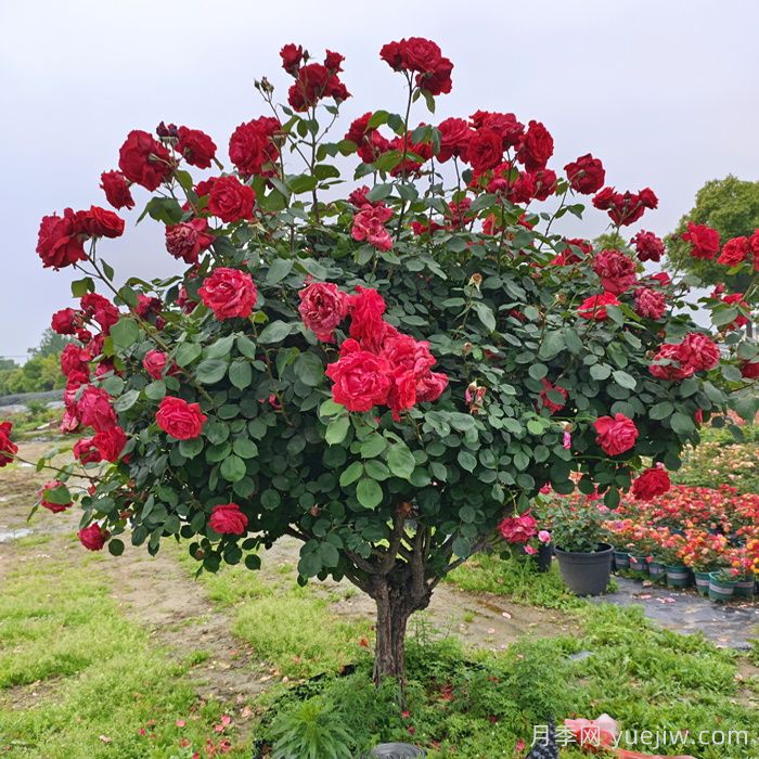 大月季树起挖移栽缺水、存活率不高的原因(图1) 大月季树起挖移栽缺水、存活率不高的原因(图1)