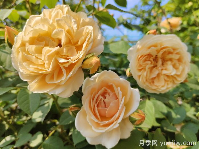 十大***经典月季花，开花***勤(图3)