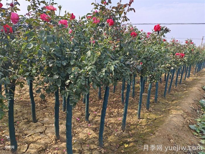 树状月季气象病害的防治(图1)