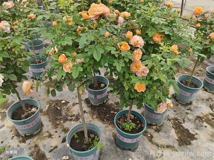 月季花叶子发黄怎么办？(图2)