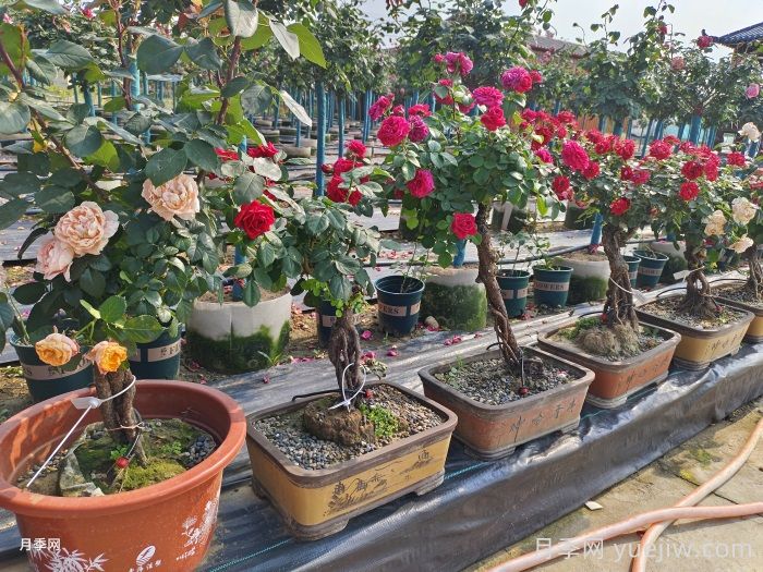 月季提根盆景人的工匠精神(图2) 月季提根盆景人的工匠精神(图2)