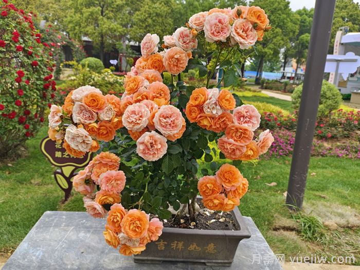 月季提根盆景人的工匠精神(图1) 月季提根盆景人的工匠精神(图1)