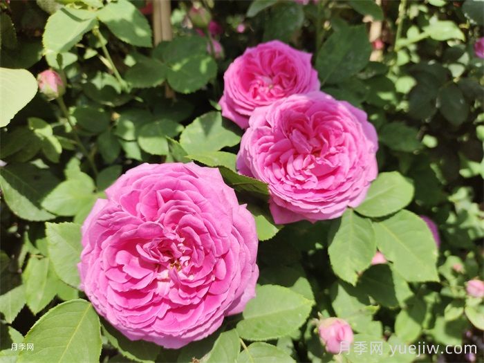 洛阳园林绿化适合种月季吗?(图1) 洛阳园林绿化适合种月季吗?(图1)