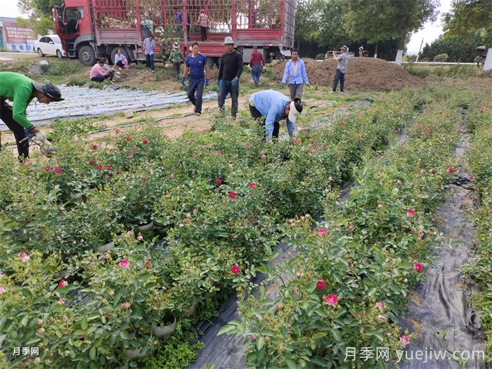 秋季适合移栽盆栽月季吗?(图2) 秋季适合移栽盆栽月季吗?(图2)