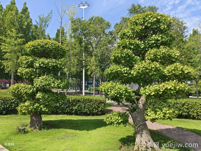 变色植物在公园与城市绿化中的搭配艺术(图1)