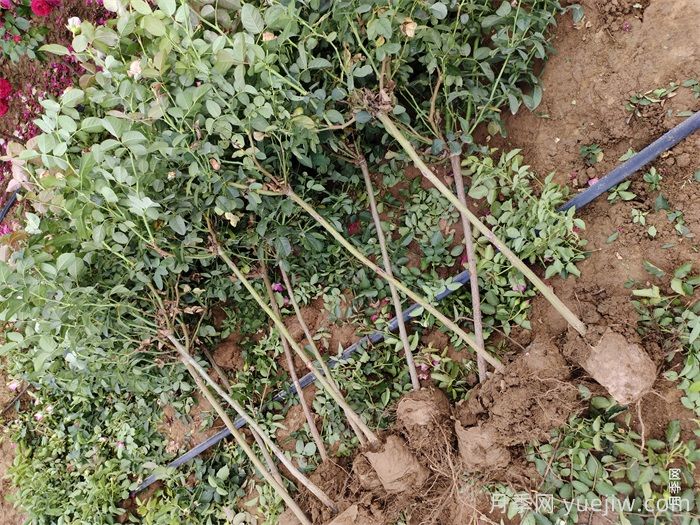 什么时间是月季苗木栽植的***佳季节？(图1)