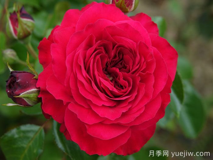 红达月季/红色达芬奇月季(图4)
