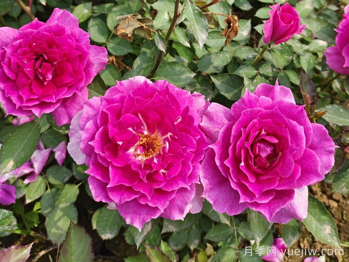 天方夜谭月季(图2) 天方夜谭月季(图2)