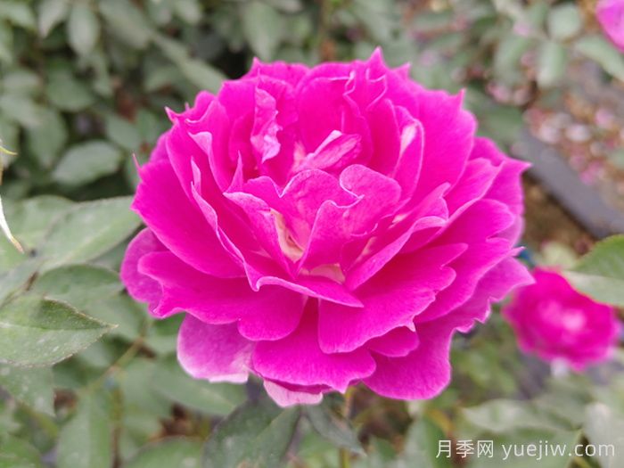 天方夜谭月季(图3) 天方夜谭月季(图3)